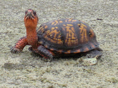 Turtle on the Little Pee Dee River