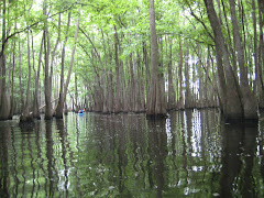 Sparkleberry Swamp