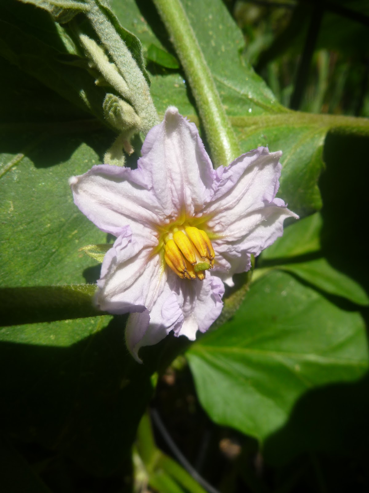 Edible Urban Garden Working with nature.....Eggcellent Eggplants!