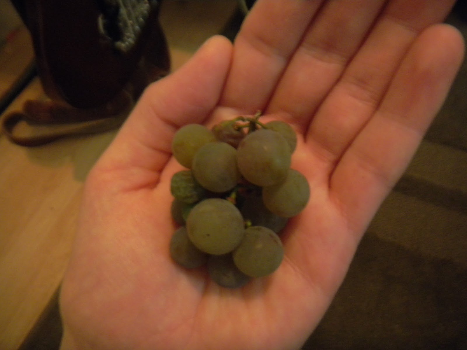An Avenue Homesteader Growing Grapes in the Alberta