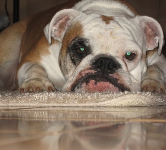 my bulldog, Kelly