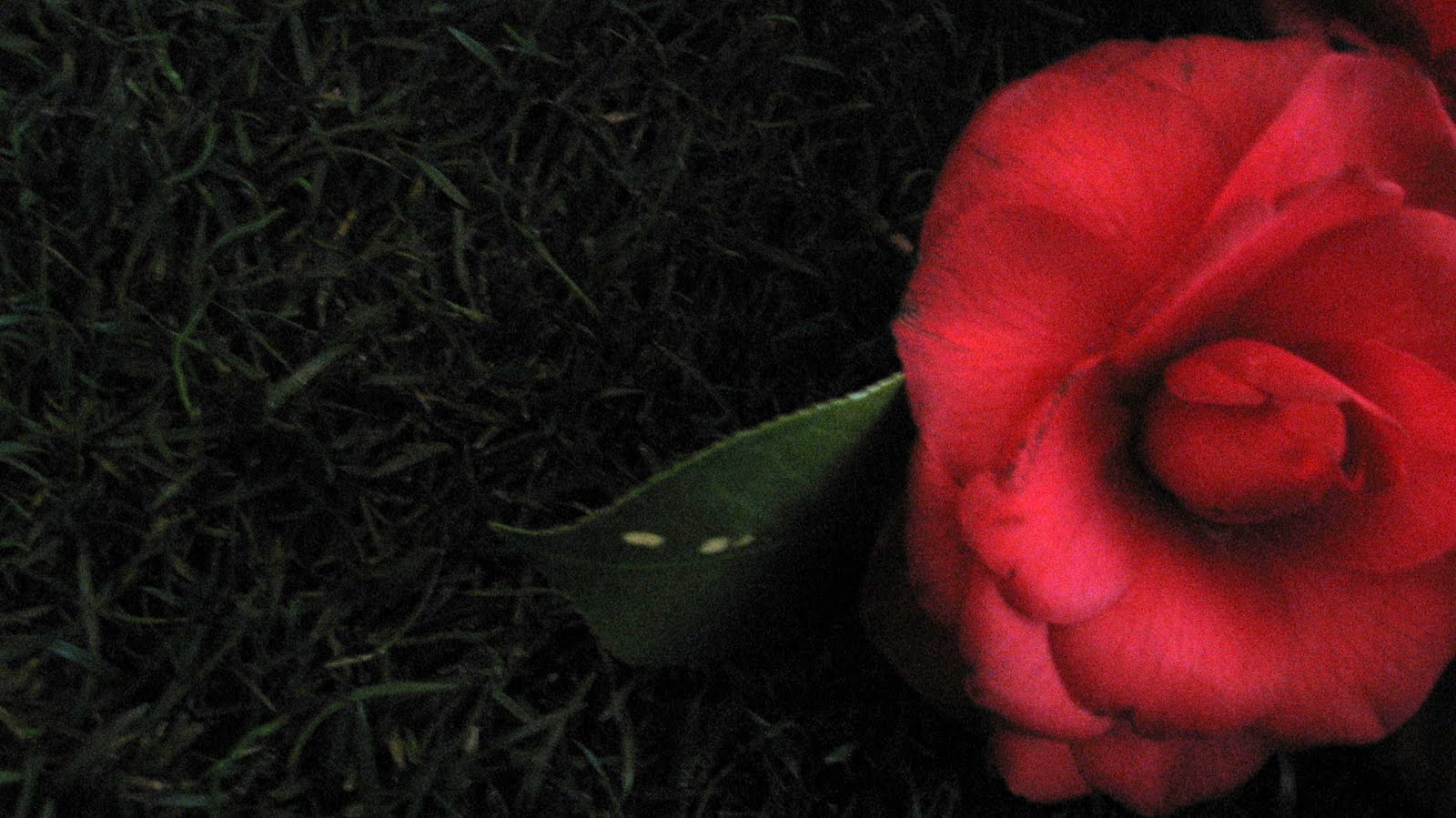 [IMG_2934.JPG]