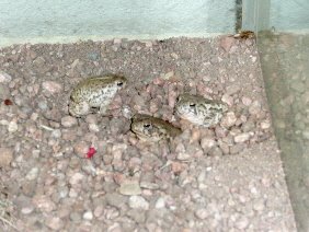 [toads.JPG]