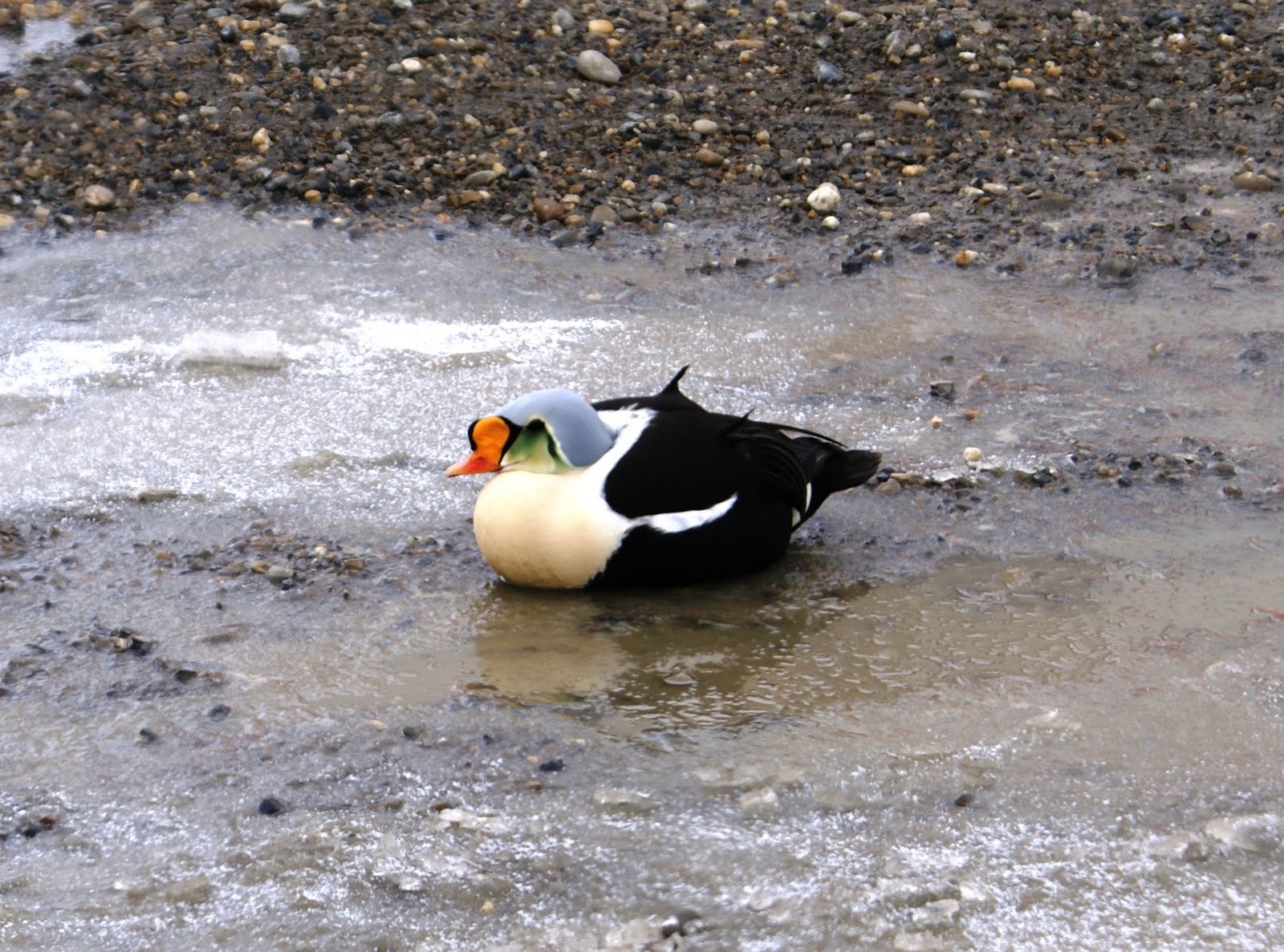 the sad little duck the attract...