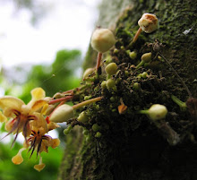 cacao maravillao