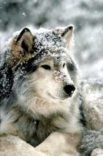 Shanoo~ Liam's Wolf