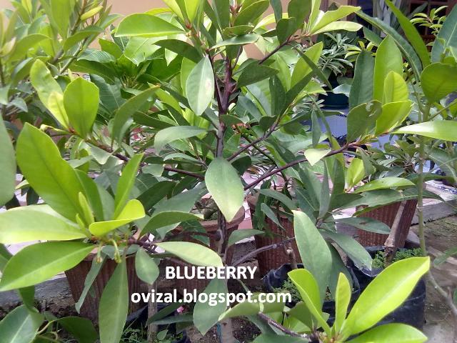 tabulot ovizal blueberry tabulot ovizal blueberry