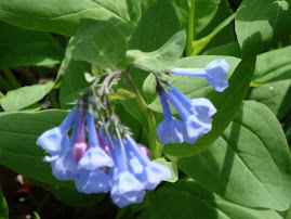 BLUEBELLS BLOOMING ON THE HILSIDE