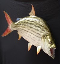 Goliath Tiger Fish
