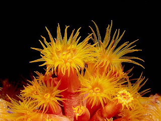 http://2.bp.blogspot.com/_ZRvzyrqHXuc/SgLhvMjRb6I/AAAAAAAAAC0/WDLdDyJxWEE/s320/bonaire-flower-coral.jpg