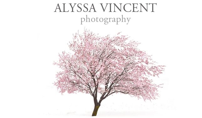 Alyssa Vincent Photography