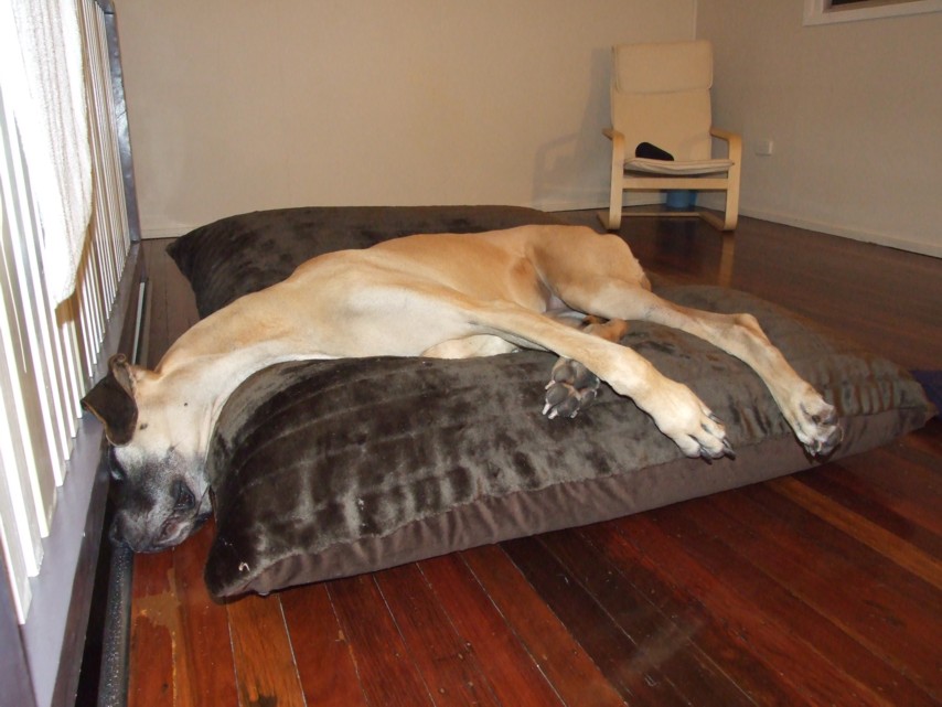 Dog Beds for Great Danes on Pinterest Big Dogs, Great Danes and Mans