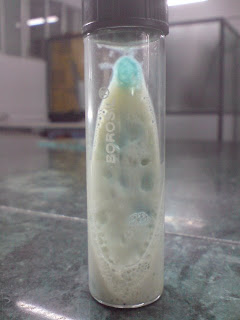 Lj Agar