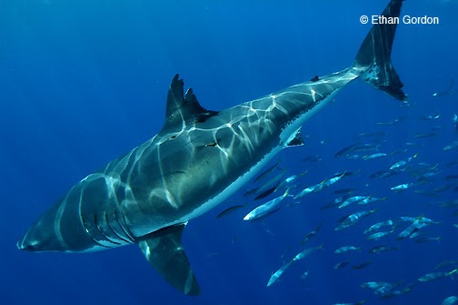 the great white shark essay the great white shark essay