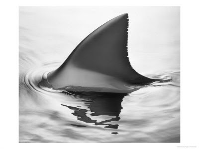 bull shark attack lake michigan. ull shark brisbane river. ull