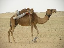 Camel Cotton