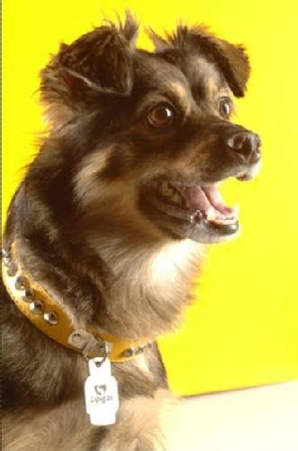 Valenciana por Chile: Capítulo 18:El perrito Lipigas