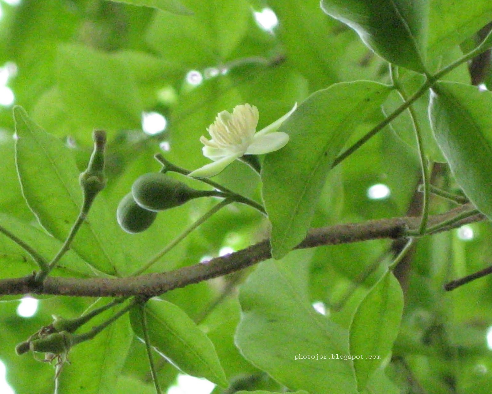 PhotoFeature Jamshedpur Flower to fruit Wood Apple