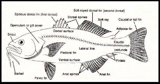 What Do You Think...???: Fish Morphology