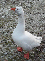 cool goose