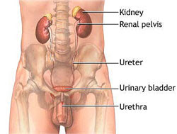 http://2.bp.blogspot.com/_ZWqgYBROGHw/S20gEokA9wI/AAAAAAAAAE4/P5Ksaxr1p3U/s320/kidney_stone_2.jpg