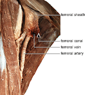 Doctors Gates: The Femoral Sheath