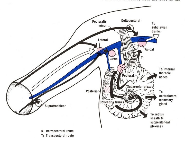 Doctors Gates Lymphatic Drainage in Axillary Lymph Nodes