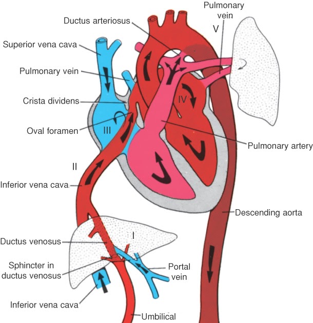 Doctors Gates: Highest oxygen content in Fetal blood
