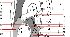 Medical imaging technology: Lateral chest x-ray anatomy