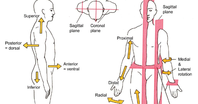 Doctors Gates: Terms of Position, Direction and the main Planes of