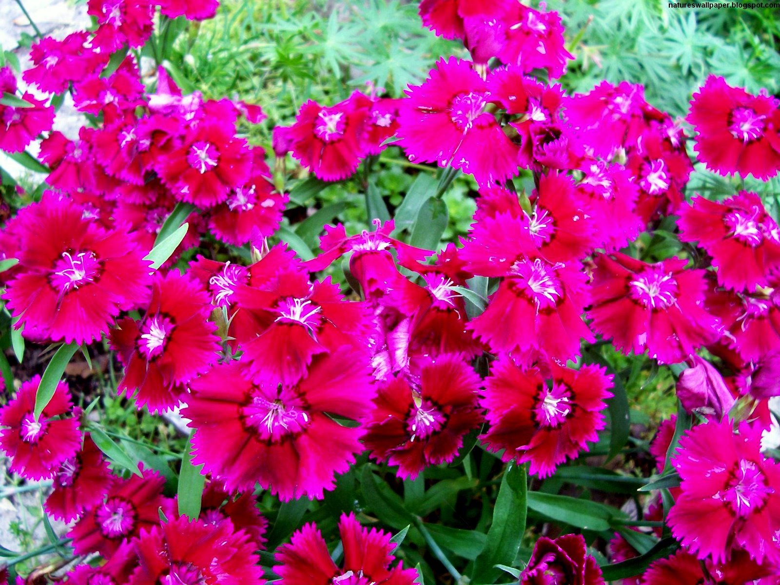 http://2.bp.blogspot.com/_ZWw3x1gj3hQ/TM7t0zUKEyI/AAAAAAAAJ-M/AVBogzhHyIo/s1600/Flowers,+plants,+Red,+wallpaper.jpg