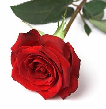 [rose.jpg]