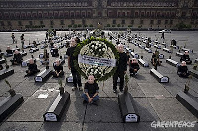 Activistas de Greenpeace en México instalan un cementerio con 200 árboles sobre ataúdes con la leyenda “víctima del Proárbol”, en el Zócalo capitalino y representando lo que ocurrirá con los bosques de México si Proárbol continúa con este tipo de programas de “reforestación”