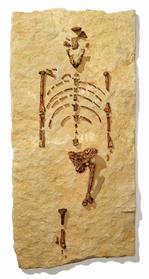 Restos fósiles de Lucy, un Australopithecus afarensis