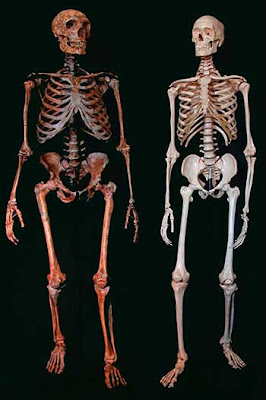 Restos fósiles de un Neandertal a la izquierda comparados con el de un ser humano a la derecha.