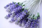 ABOUT LAVENDER