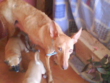 MAMÁ PODENCA Y BEBÉS EN LA CALLE‏