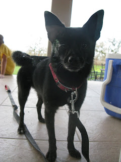 This little mutt is a Schipperke mix... Their small, pointed ears are erect