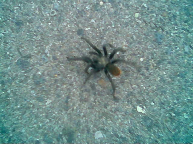 [Arizona+Tarantula.JPG]