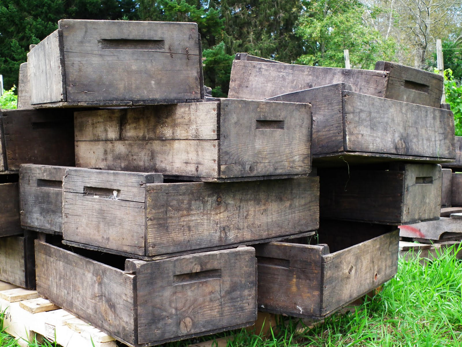 BELLINGHAM DAILY PHOTO Grape Boxes