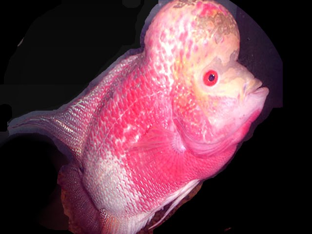 FLOWERHORN