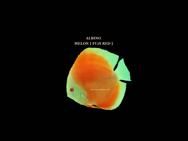 ALBINO MELON {FUJI RED}