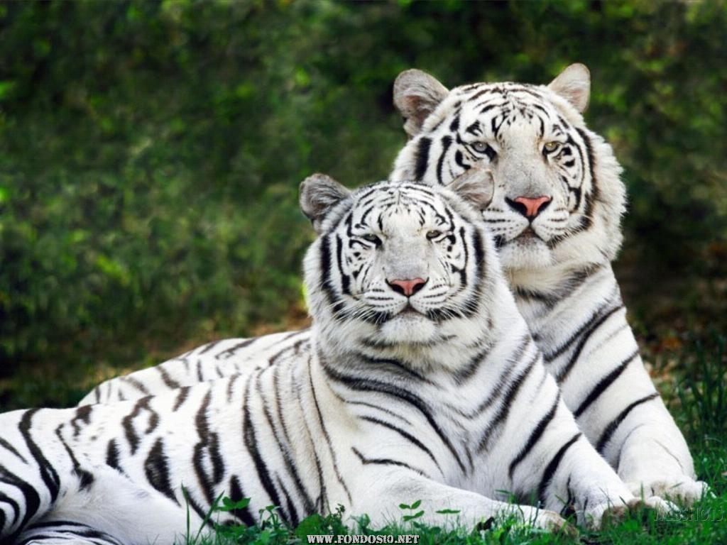 [tigres-albinos.jpg]