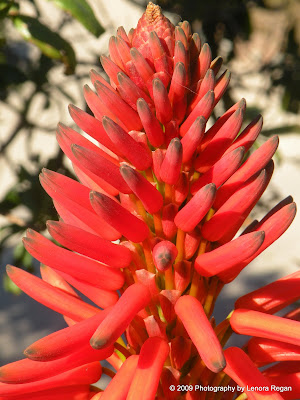 blooming aloe vera
