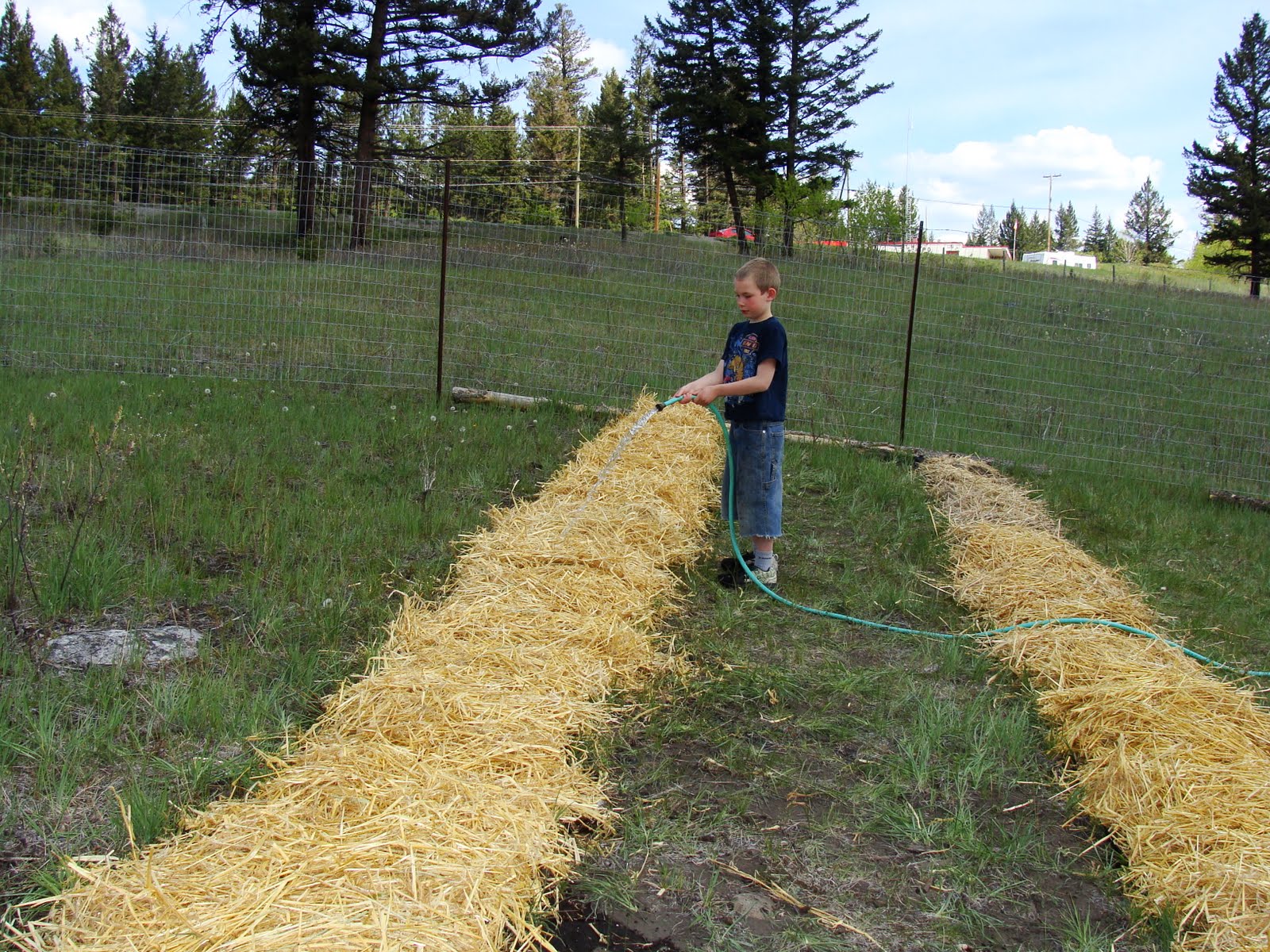 Vegetable Gardening in the North Potatoes grown in Straw