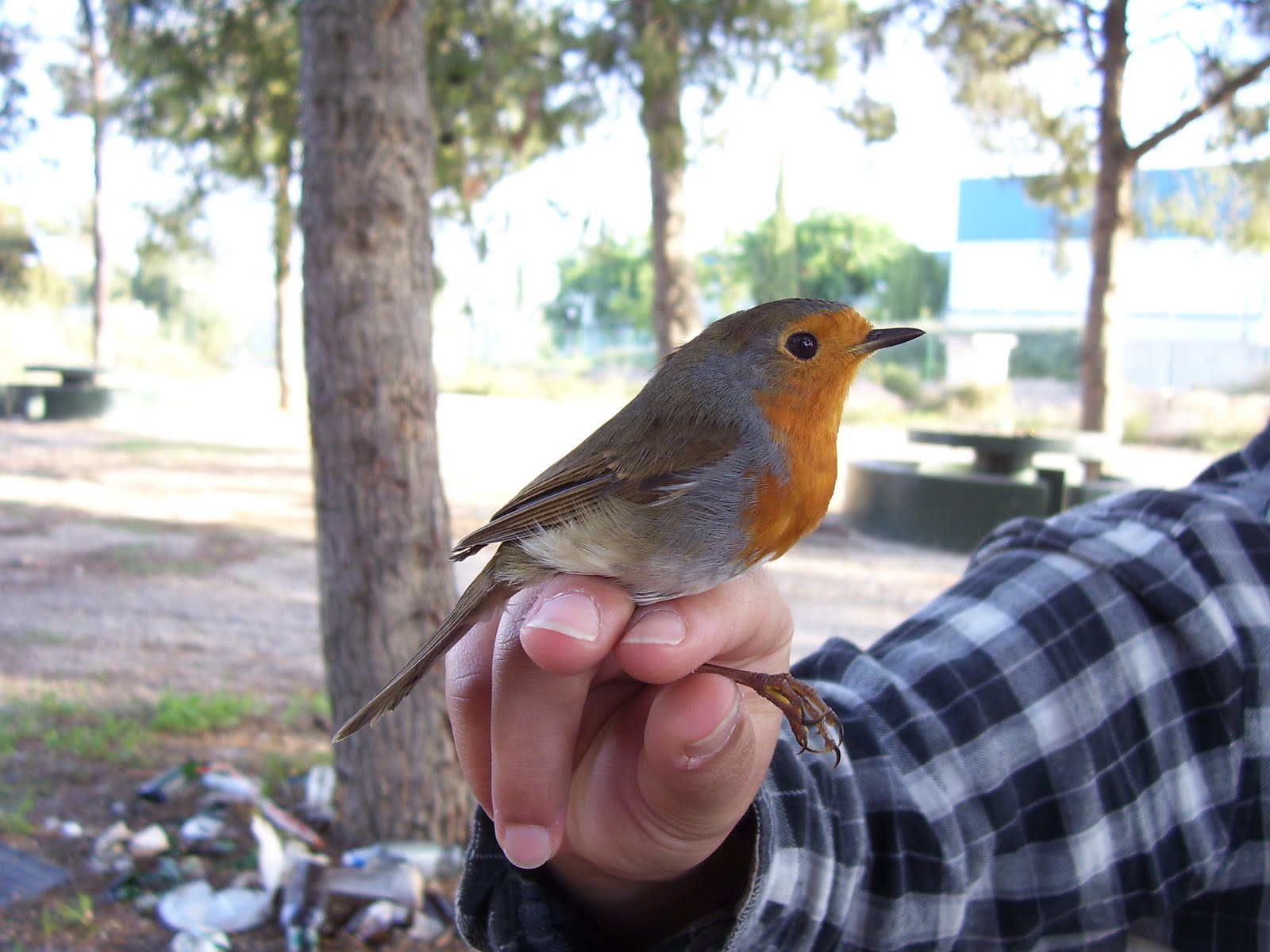 [Erithacus+rubecula+(8-9-07).JPG]