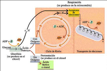 Reacciones Quimicas Inorganicas Pdf Viewer