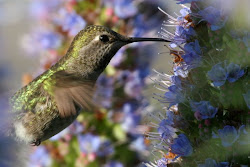 Colibri