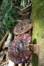 Fungi in the Jungle