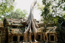 Mammoth Roots